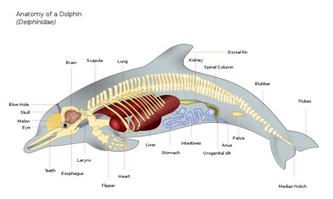 Dolphin Internal Anatomy