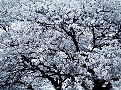 Tokyo Blossoms. Photo galleries of spring blossoms in… | by Aaron ...