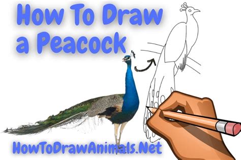 How To Draw A Peacock Easy Drawing Tutorial