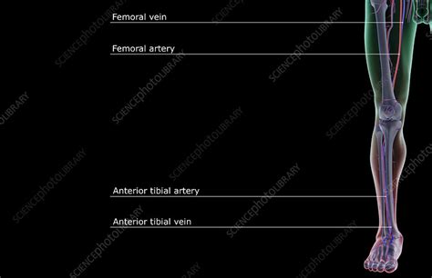 Blood Supply Of Lower Limb Flow Chart