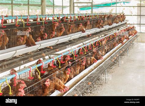 Chicken Farm Hi Res Stock Photography And Images Alamy