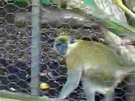 Horny Monkey YouTube