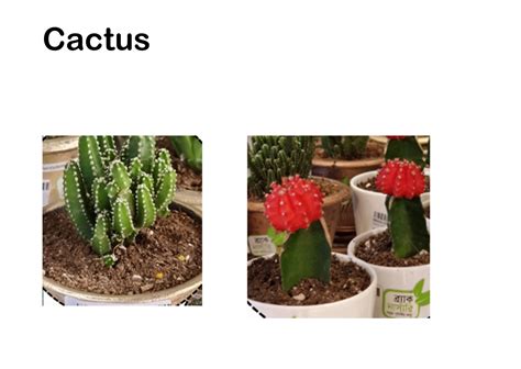 Discover 19 Group 9_Interior Plants and interior plants ideas | plants