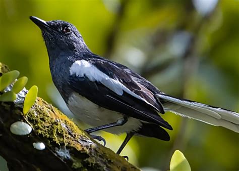 Bukan Jangkrik Atau Kroto Ini Makanan Terbaik Untuk Murai Batu