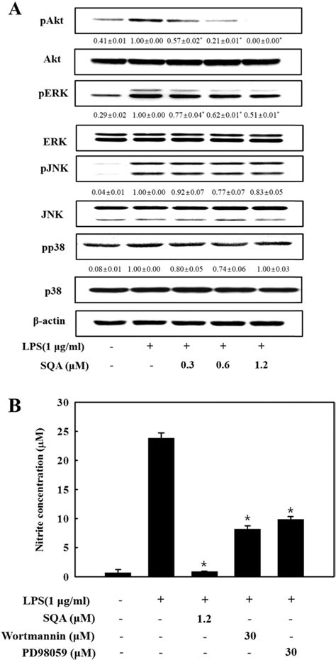 Inhibitory Effects Of Sqa On The Phosphorylation Of Mapks And Akt In