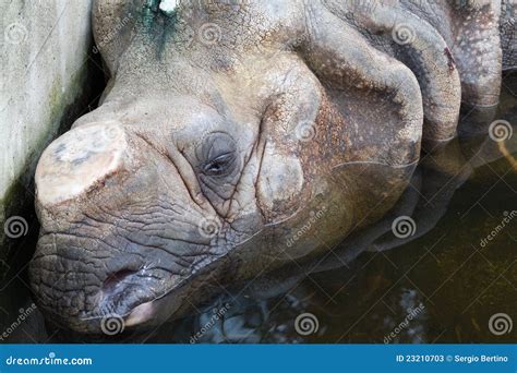 Rhinoceros With Cut Off Horn Stock Image Image Of Wildlife Portrait