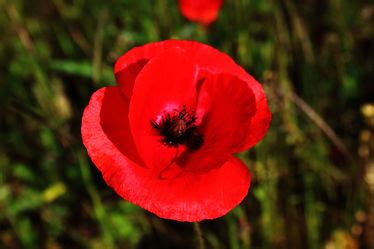 Blütenzauber Mohn als Fotoprodukt bestellen fototapete ch