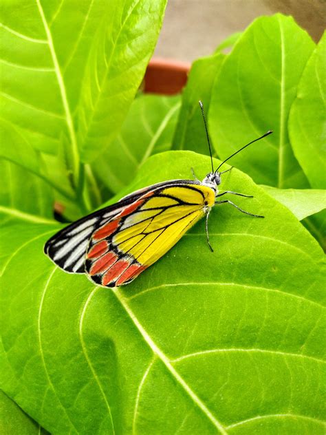 Borboleta Colorido Inseto Foto Gratuita No Pixabay Pixabay