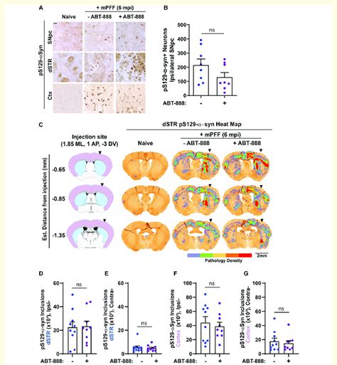 Effect Of Abt 888 On Mpff Seeded Ps129 α Synuclein Inclusions In Mouse