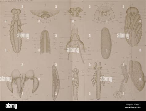 Beiträge zur Morphologie und Entwicklungsgeschichte der Rhynchoten