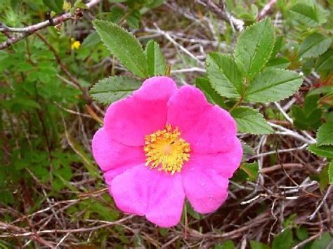 Rosaceae ~ Everything You Need to Know with Photos | Videos
