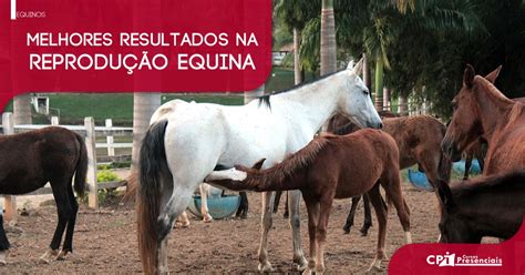 Curso De Manejo Reprodutivo Em Equinos Cpt Cursos Presenciais Mais De