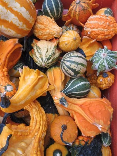 Solve Seasonal Autumn Pumpkins Gourds Squashes Pieces