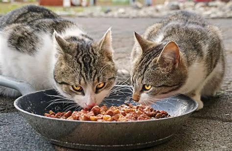 7 Cara Memberi Makan Kucing Dengan Tepat Cp Petindo