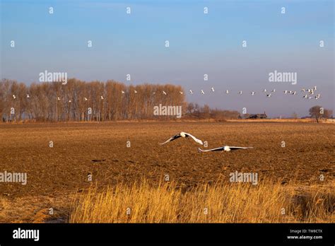 Beautiful Red Crowned Cranes Stock Photo Alamy