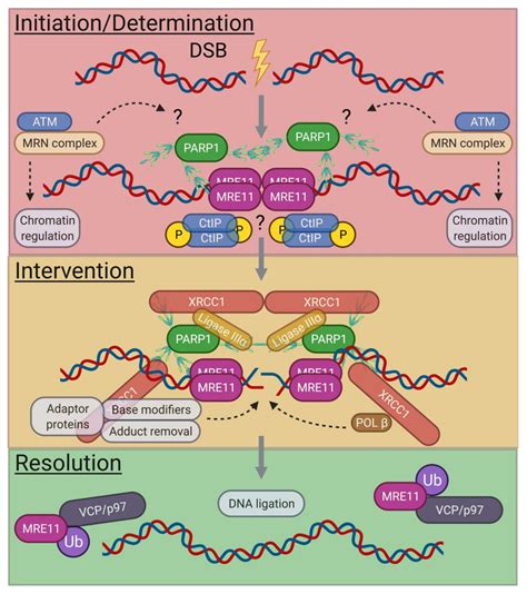 A Speculative Model For Dsb Repair By A Ej In G0 Phase Cells Quiescent