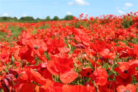 Corn Red Field Poppy Flanders Papaver Rhoeas | Flowers |Poppy | Premier ...