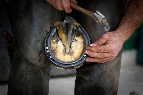 Why Horses lose Shoes – Elite Equine Rosehip Supplement