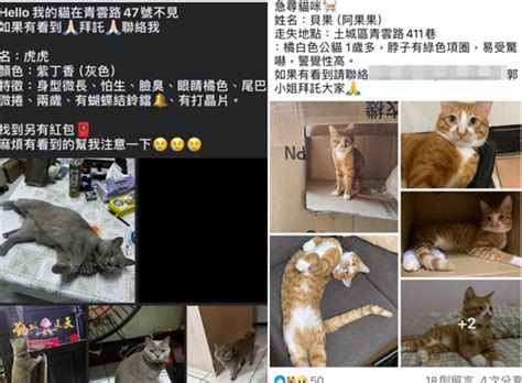 花蓮強震喵星人驚嚇出逃 飼主發文急尋 獸醫曝找貓訣竅 生活 中時