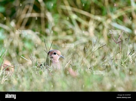 Mourning Dove Zenaida Macroura Stock Photo Alamy