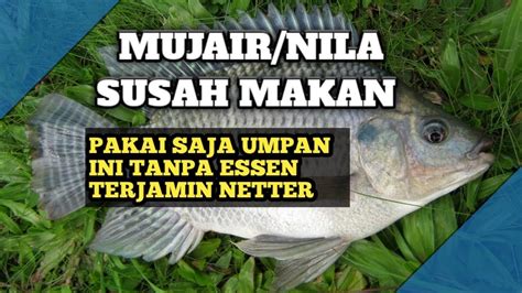 UMPAN JITU IKAN NILA MUJAER LIAR SUSAH MAKAN YouTube