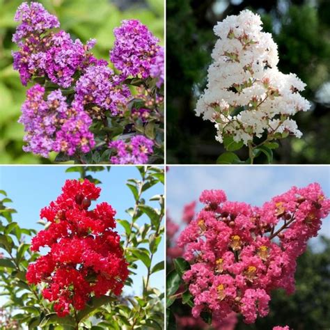 Lagerstroemia Mix Rasadnik Mihalek