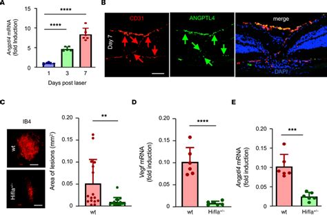 Hif Dependent Expression Of Angptl In Laser Induced Cnv Lesions In