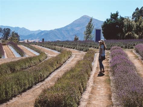 Visiting Wanaka Lavender Farm In Wanaka New Zealand Jana Meerman