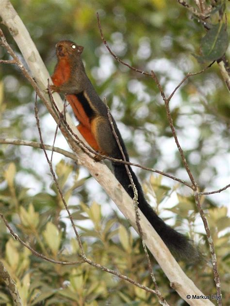 Kinabalu Squirrel Mammals Wild Latitudes Borneo Tour · Inaturalist