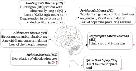 Examples Of The Most Common Neurological Diseases And Location Of Download Scientific Diagram