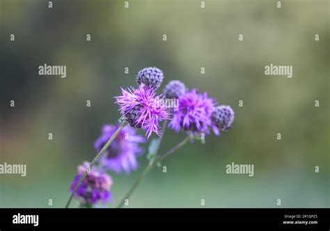 Greater Burdock Purple Prickly Flowers Arctium Lappa Plant Stock Photo