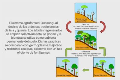 Como El Sistema Agroforestal Ayuda Ala Fertilidad Del Suelo 10