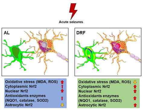 Daytime-Restricted Feeding Ameliorates Oxidative Stress by Increasing ... 