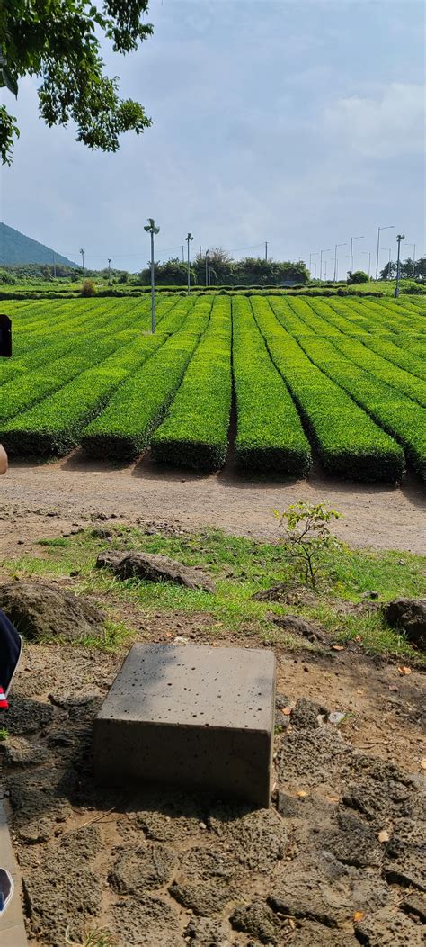 Green Tea Field In Jeju R Korea