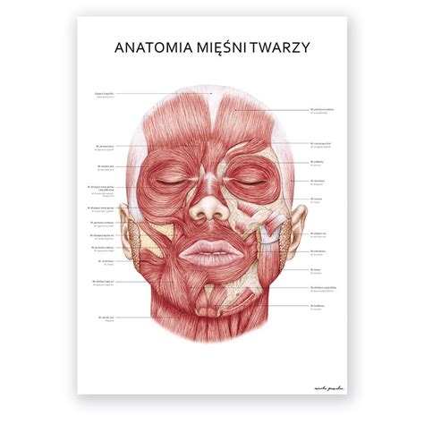 Plakat Mięśnie Twarzy Marta Pawelec