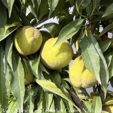 Edible Prunus X Garden Gold Miniature Dwarf Self Fertile Peach