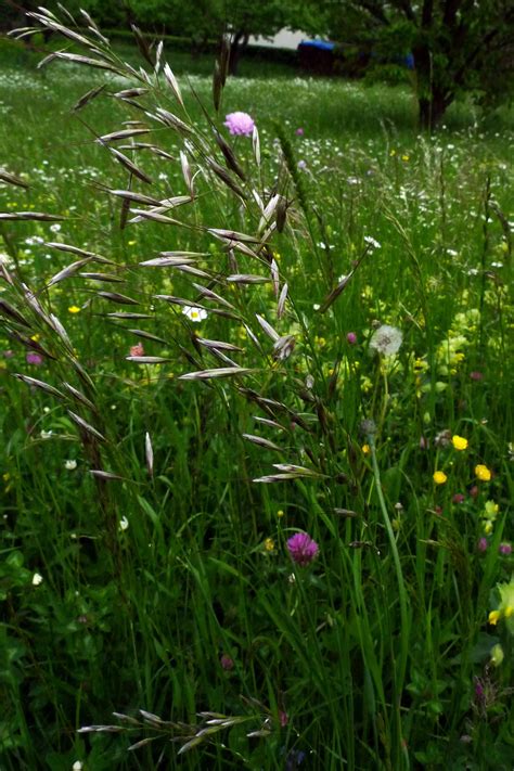 Arrhenatherum Elatius Burgenland Flora