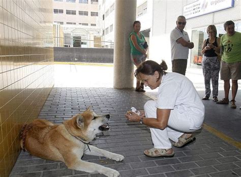 Worried Dog Refuses To Leave Hospital While Owner Recovers From Surgery ...