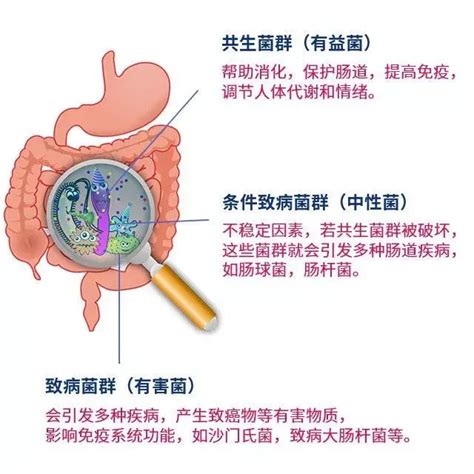 什么是肠道菌群如何让肠道菌群更健康 知乎