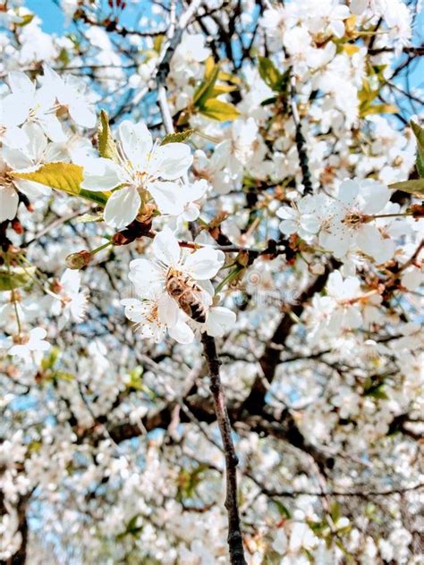 Floraci N Del Rbol De La Primavera Rama Del Cerezo En Primer Del Flor