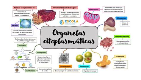 Cuadro Sinoptico De Organelos Celulares Geno