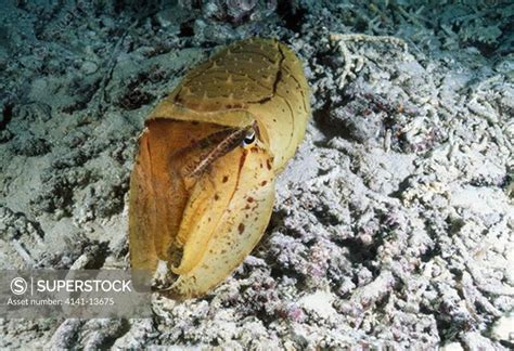 Broadclub Cuttlefish At Night Sepia Latimanus Colour Change Sequence