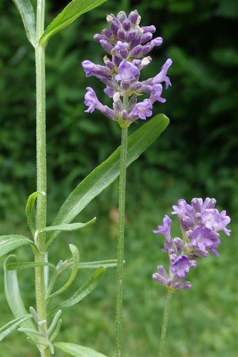 Echter Lavendel Lavendula Angustifolia Mill Fundus Agricultura