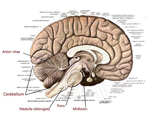 The Brain Stem And The Cerebelleum Human Anatomy And Physiology Lab