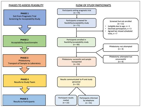 Phases To Assess Feasibility The Flow Of Study Participants Is