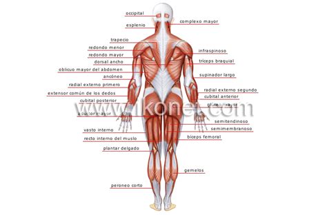 Anatomia Druidas Panamerican Team