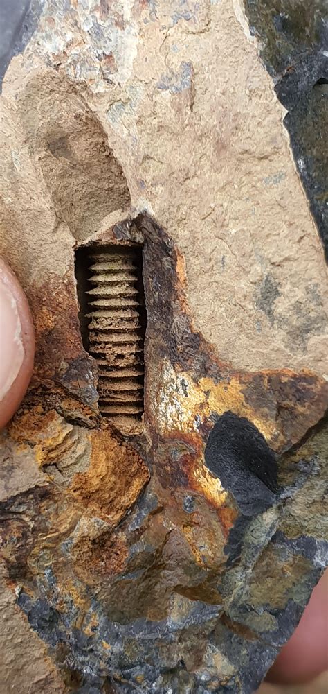 Found In An Appalachian Stream Rfossils