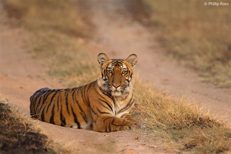 Bandipur Wildlife Photography Tour | The Outback Experience