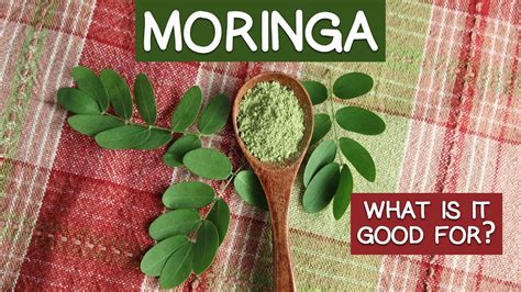 Miraculous Moringa Superfood List Of Key Attributes YouTube