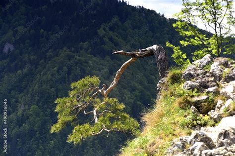 Sosna Pieniny Sokolica Drzewo Symbol Wiosna Pieninski Park